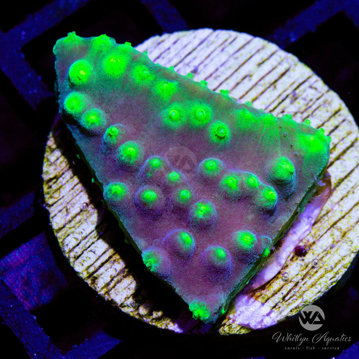 LA Lakers Scroll Coral - WYSIWYG