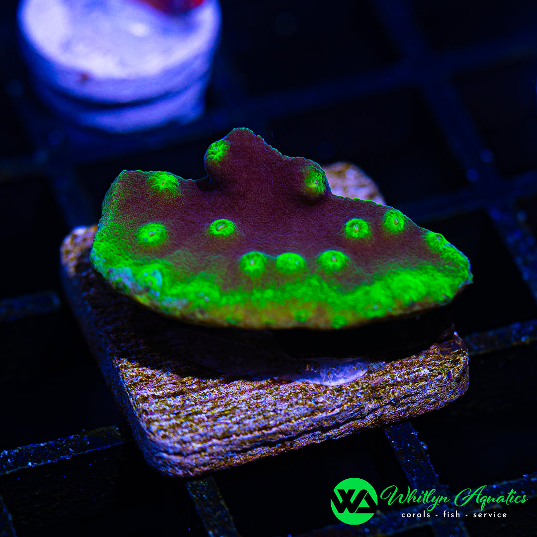 LA Lakers Scroll Coral