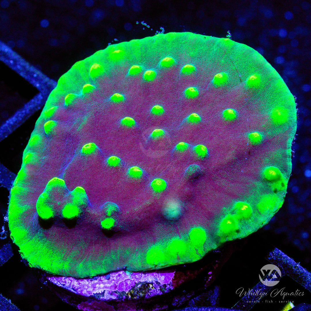 LA Lakers Scroll Coral - WYSIWYG