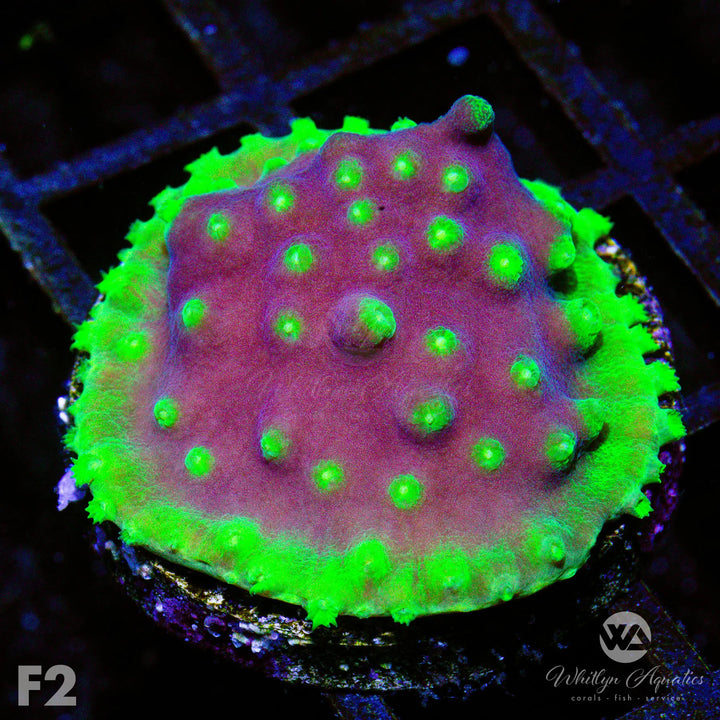 LA Lakers Scroll Coral - WYSIWYG