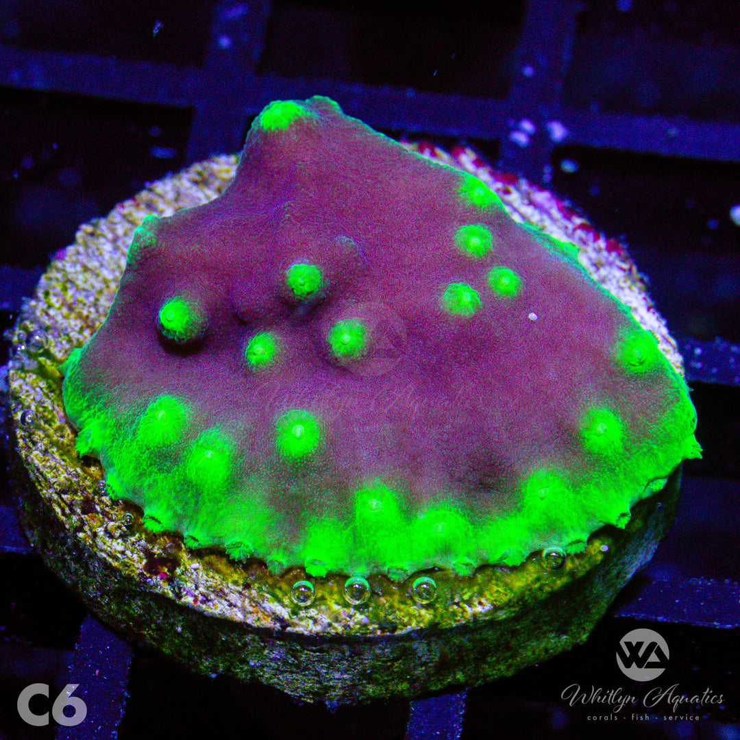 LA Lakers Scroll Coral - WYSIWYG