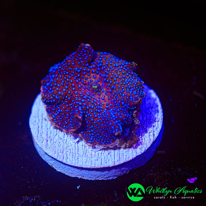 Lady Liberty Discosoma Mushroom