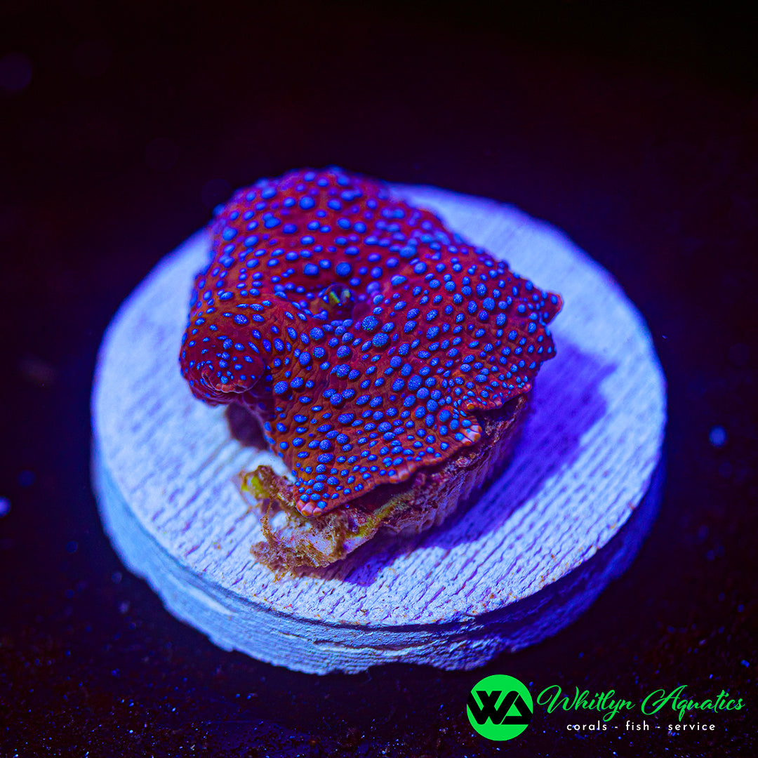 Lady Liberty Discosoma Mushroom