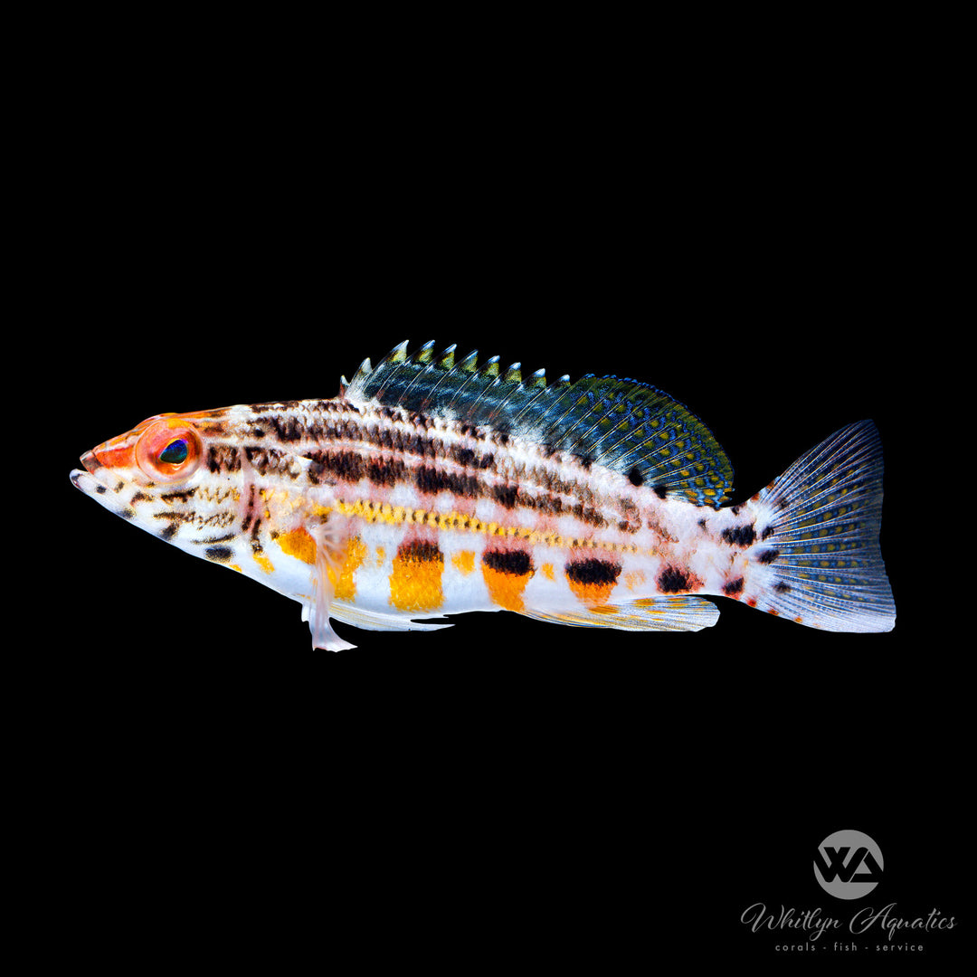 Lantern Basslet - Serranus baldwini