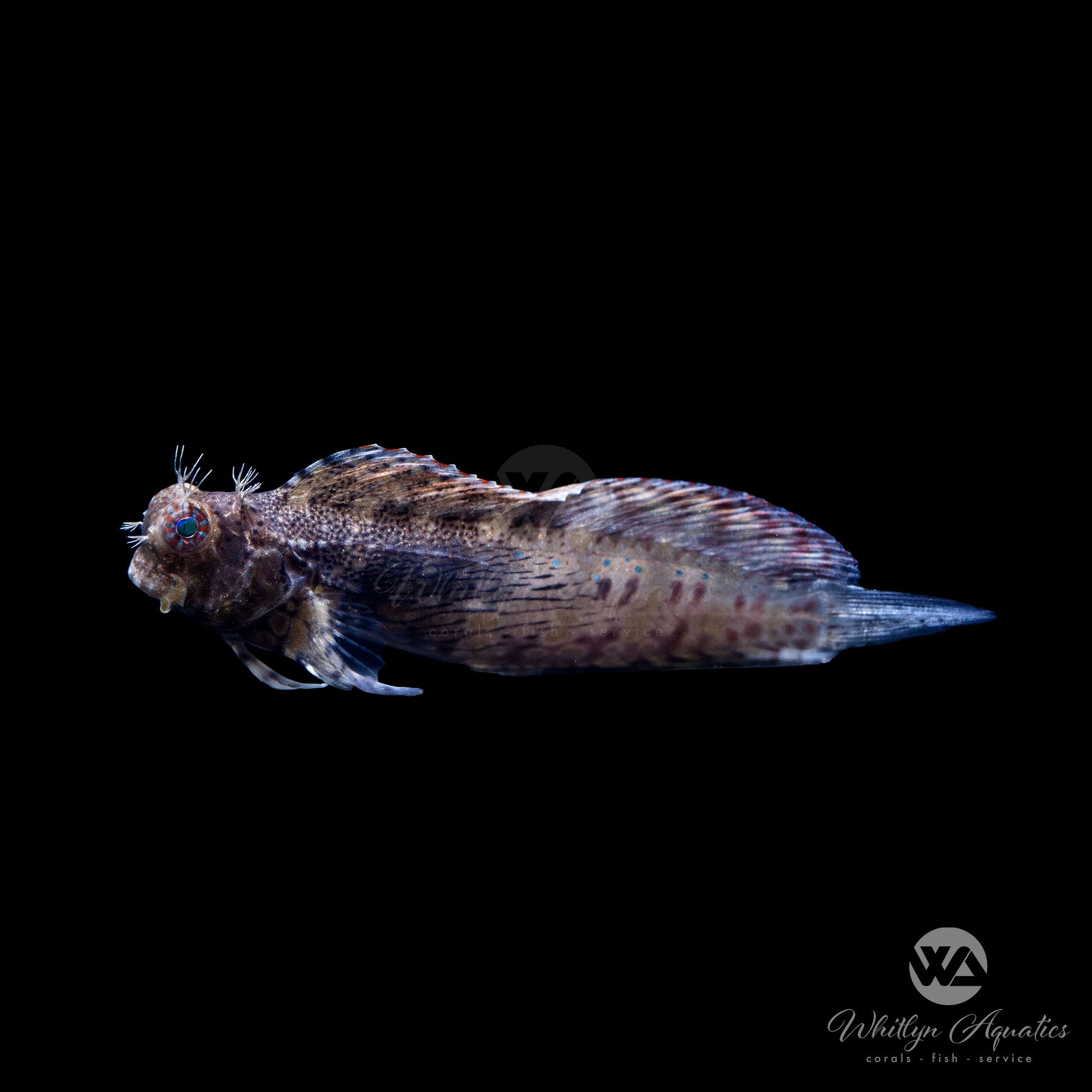 Lawnmower Algae Blenny
