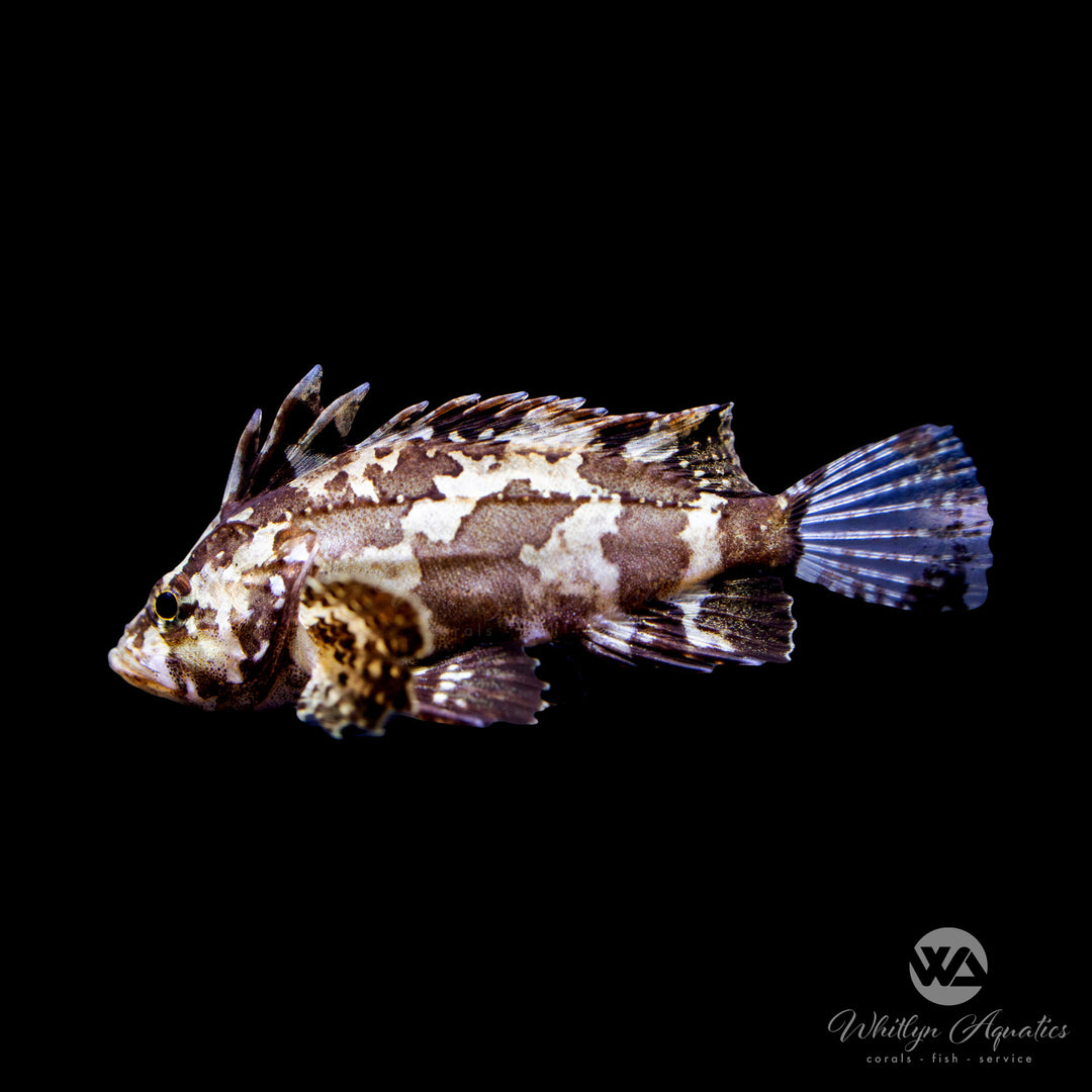 Leaf Goblinfish - Neovespicula depressifrons (Brackish)