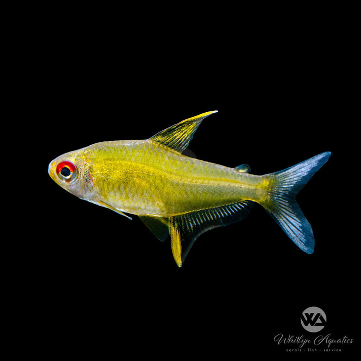 Lemon Tetra - Hyphessobrycon pulchripinni