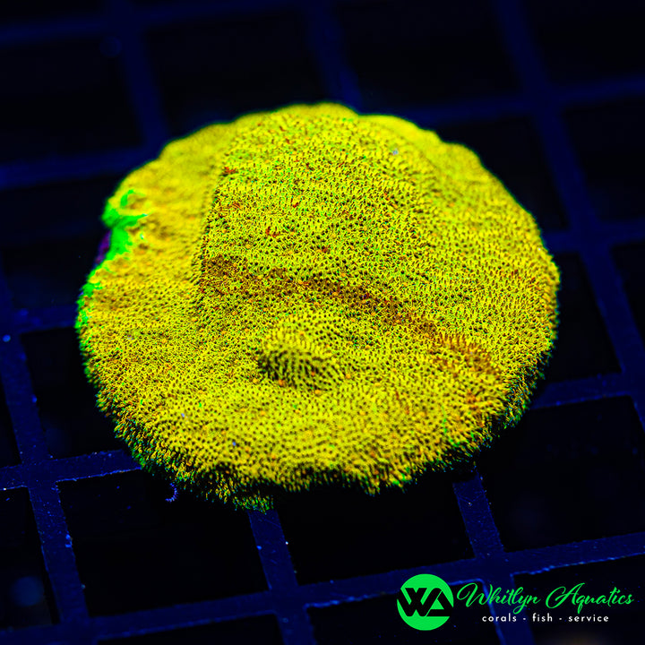 WA Lemon Drop Psammocora
