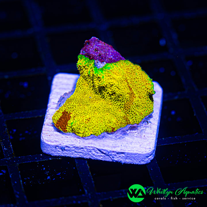WA Lemon Drop Psammocora