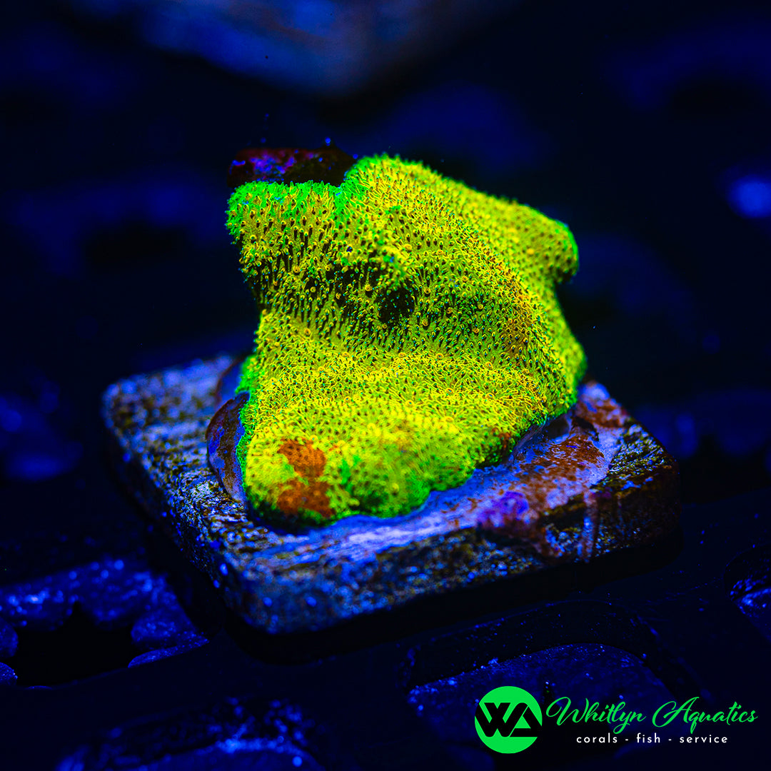 WA Lemon Drop Psammocora
