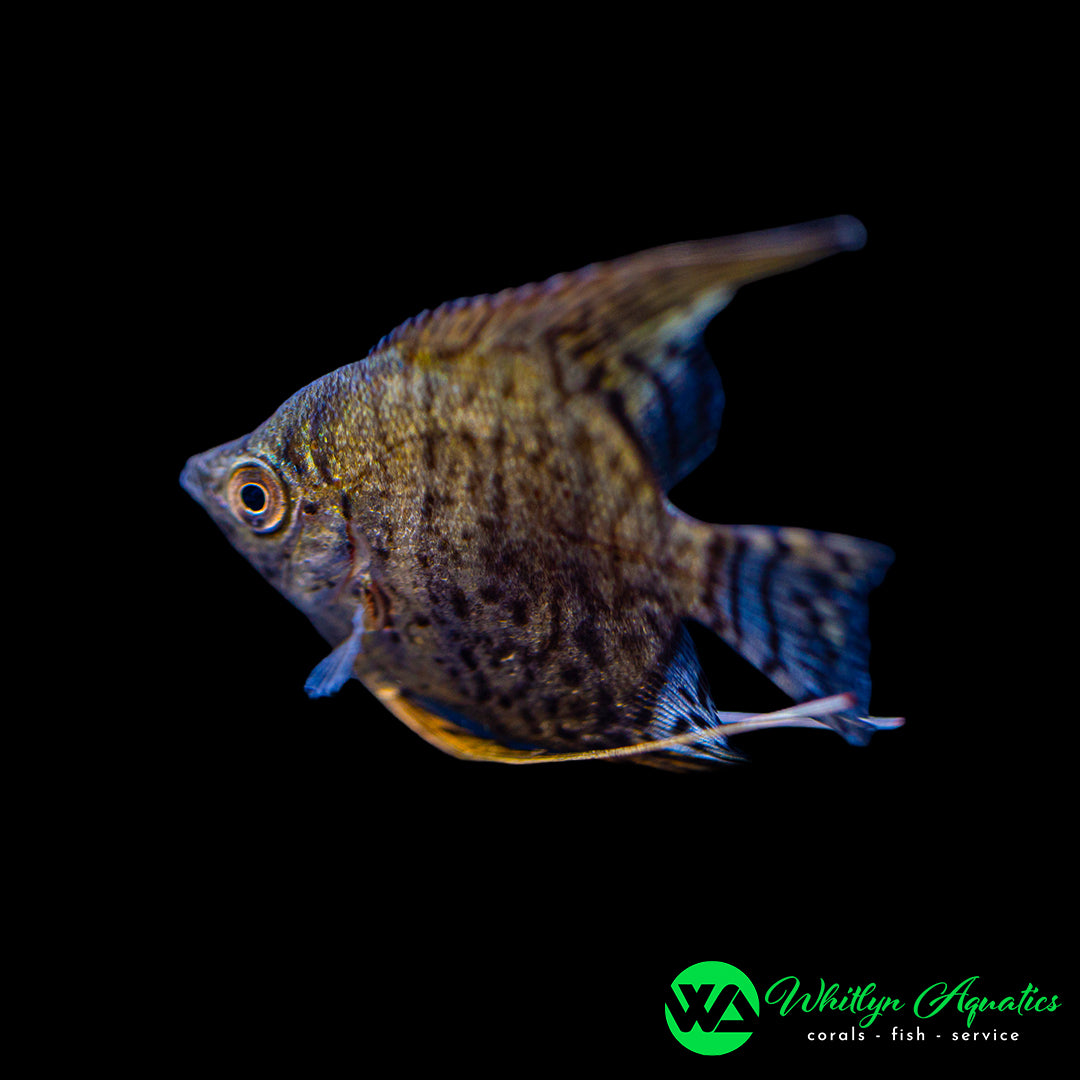 Leopard Angelfish - Pterophyllum scalare