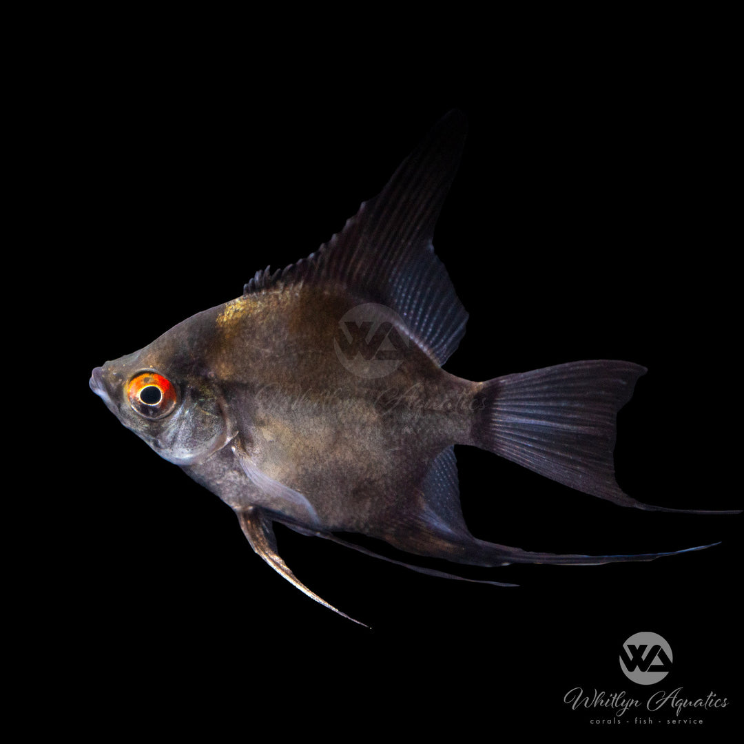 Leopard Blue Angelfish - Pterophyllum scalare