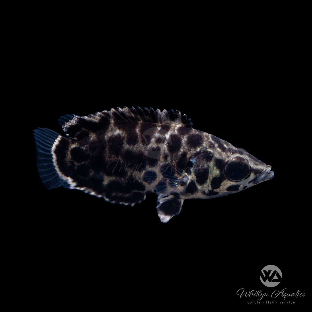 Leopard Gourami - Ctenopoma acutirostre