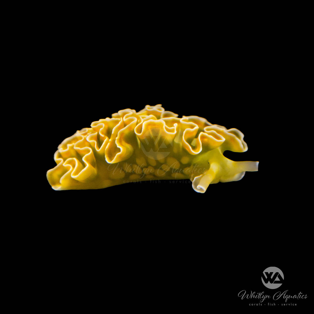 Lettuce Nudibranch Sea Slug - Elysia spp.