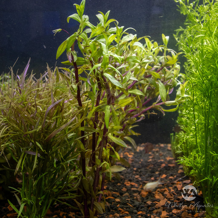 Limnophila aromatica (hippuridoides)