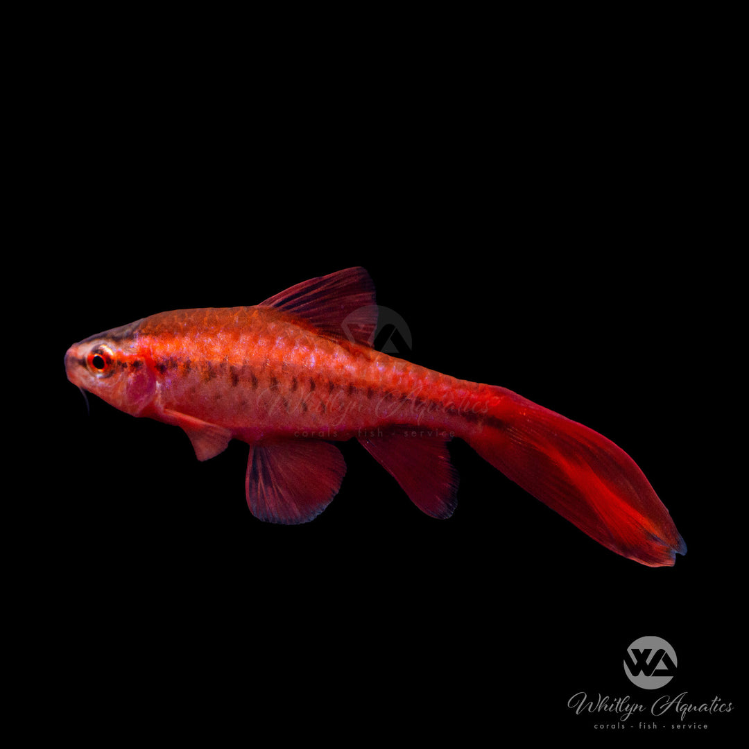 Longfin Cherry Barb - Puntius titteya