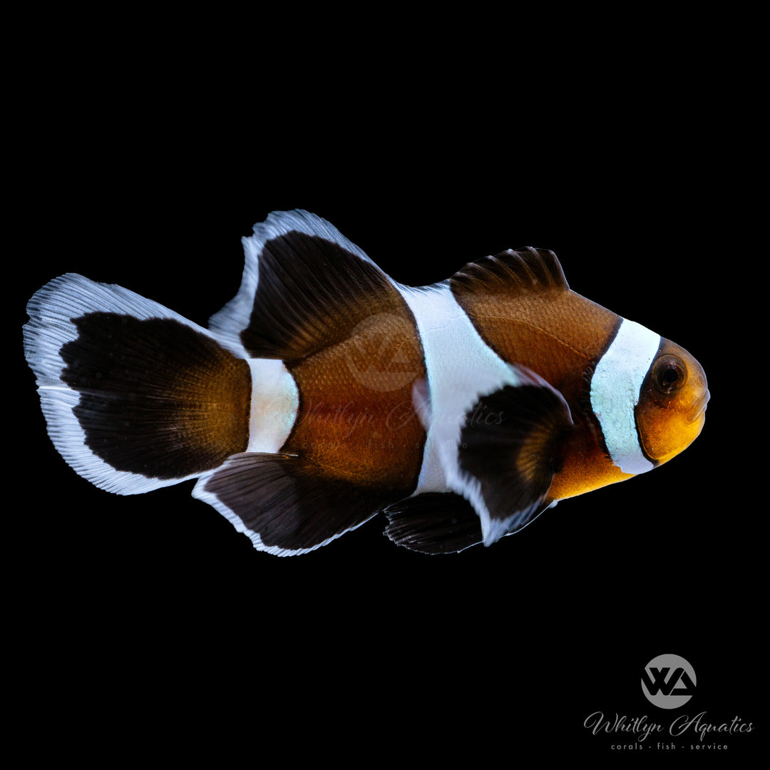 Black & White Longfin Darwin Clownfish - Amphiprion Ocellaris - Whitlyn Aquatics