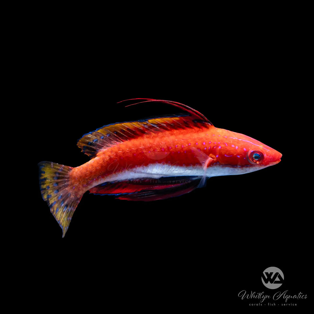 Ruby Longfin Fairy Wrasse - Cirrhilabrus rubeus