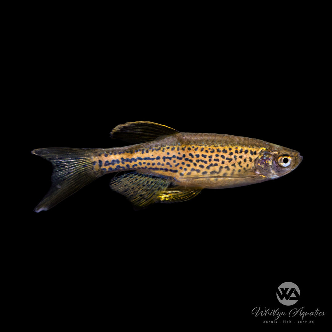 Longfin Leopard Danio - Danio rerio