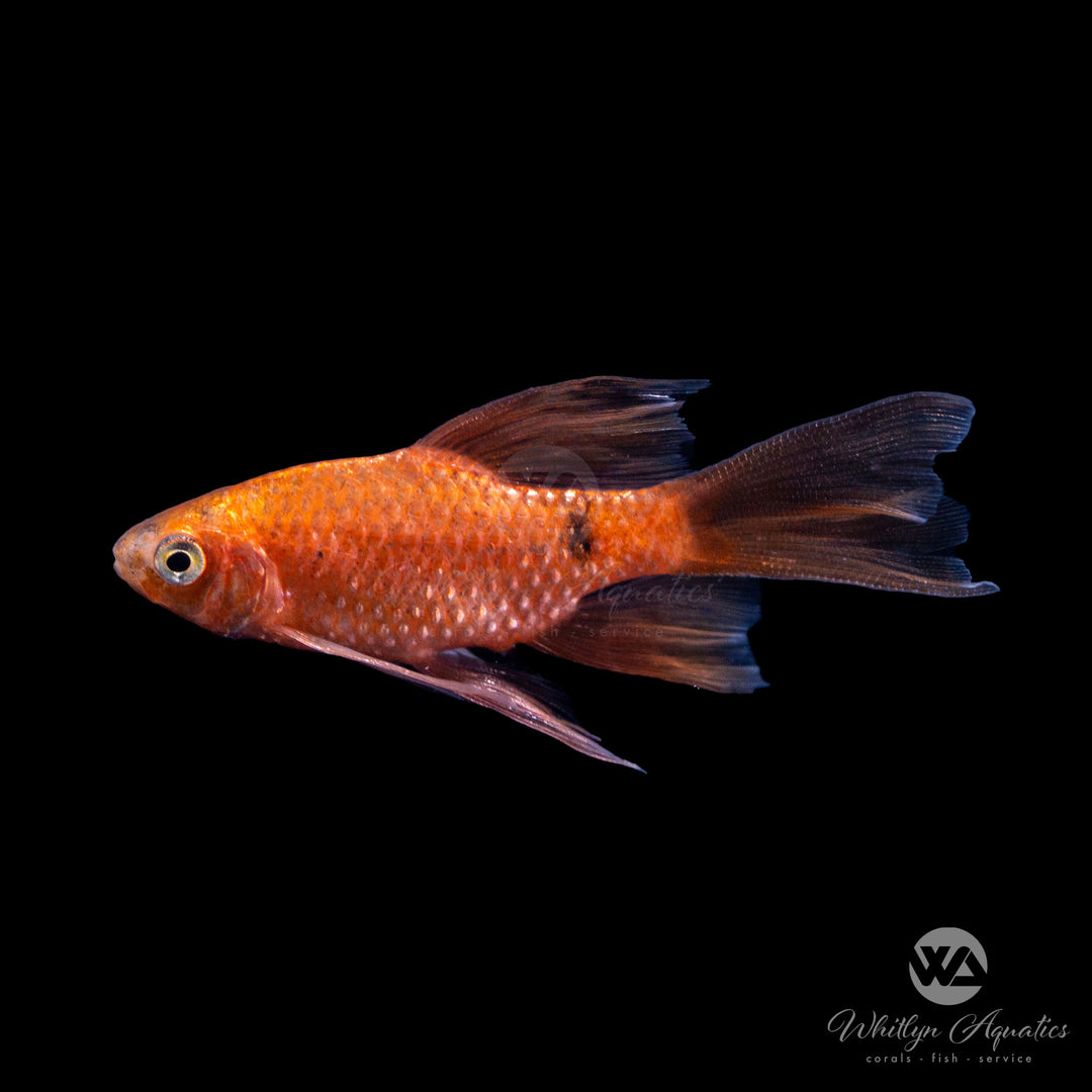 Longfin Neon Rosy Barb - Puntius conchonius