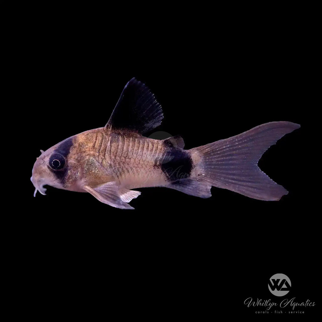 Longfin Panda Cory - Corydoras panda