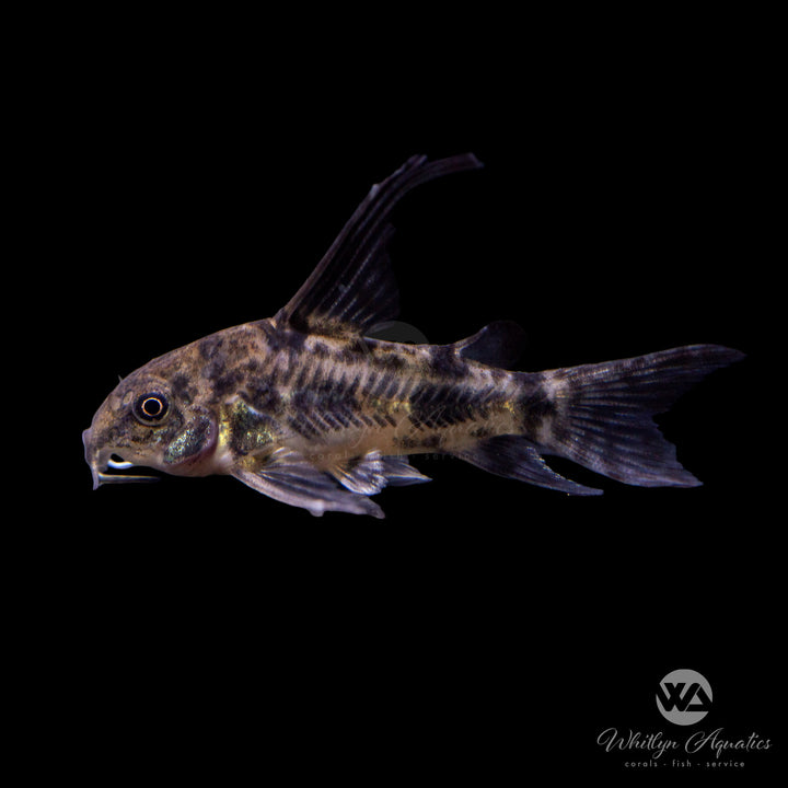 Longfin Peppered Cory Catfish - Corydoras paleatus