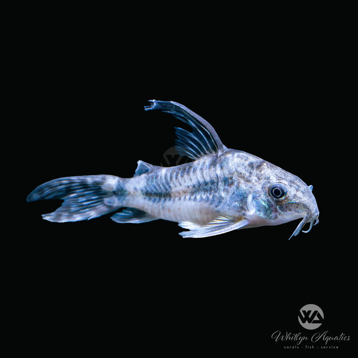 Longfin Peppered Cory Catfish - Corydoras paleatus