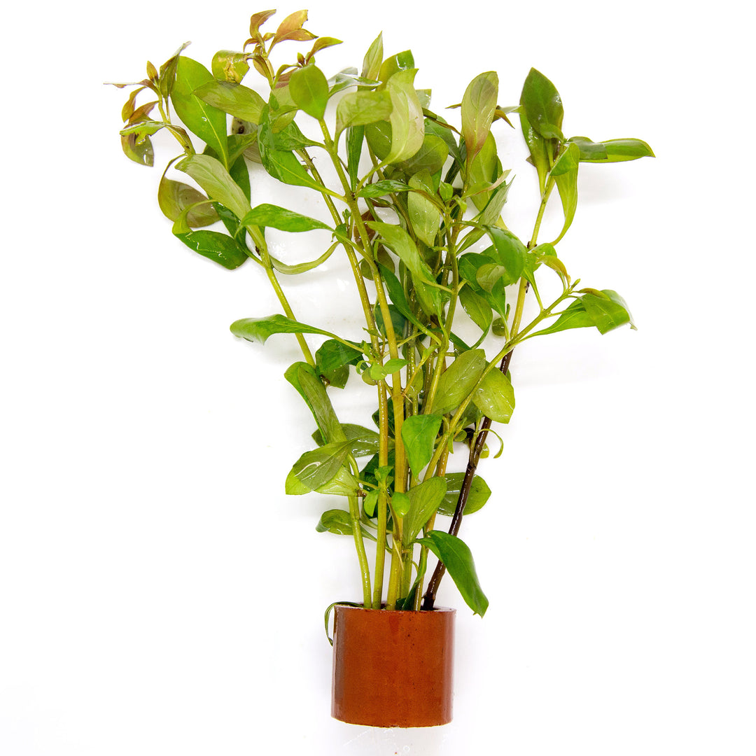 Ludwigia repens