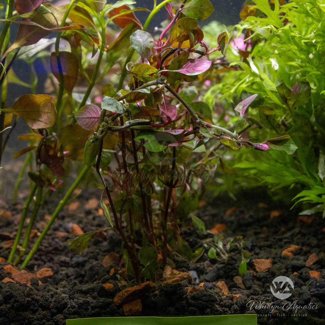 Ludwigia repens - Super Red
