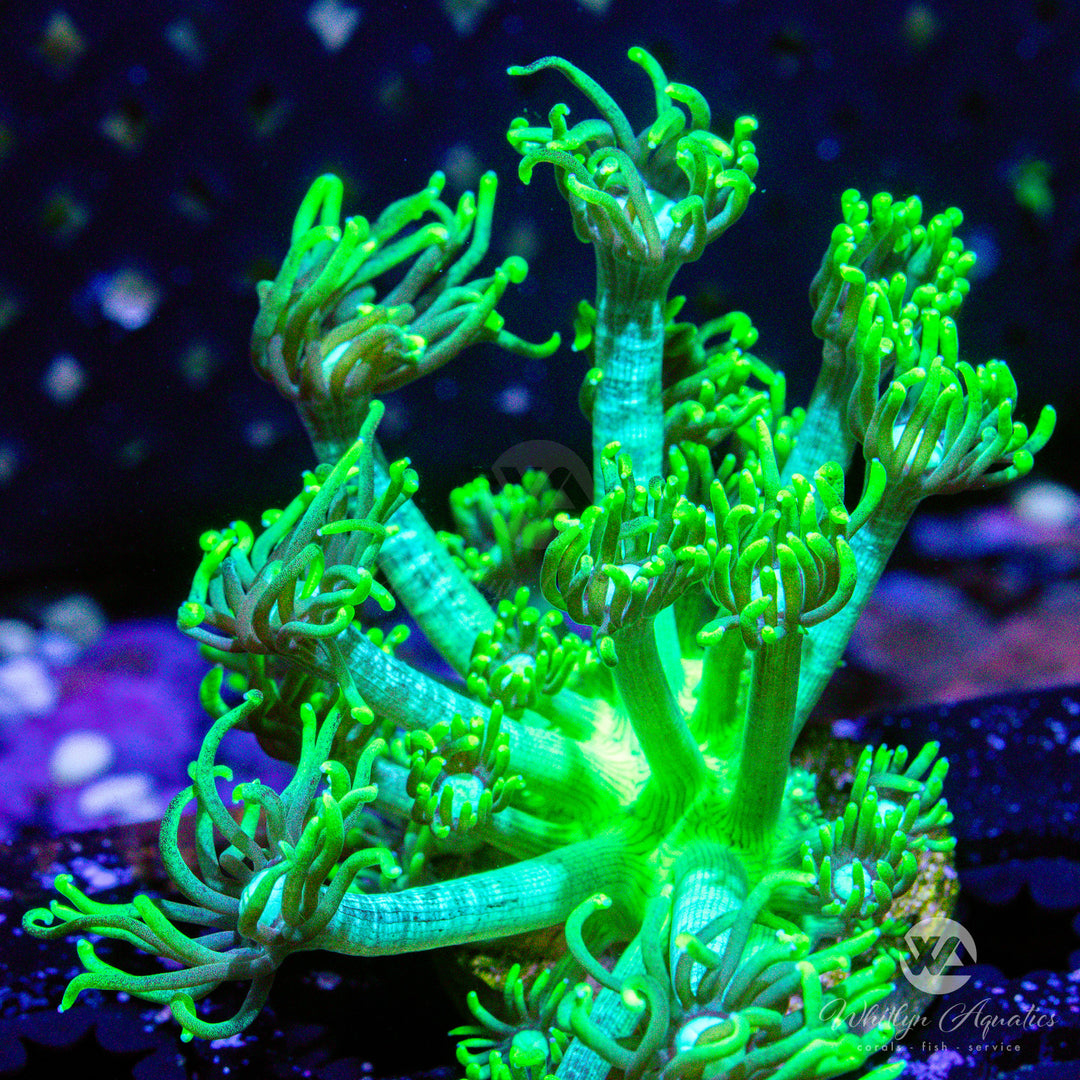 (M5) WA Glowstick Goni - WYSIWYG