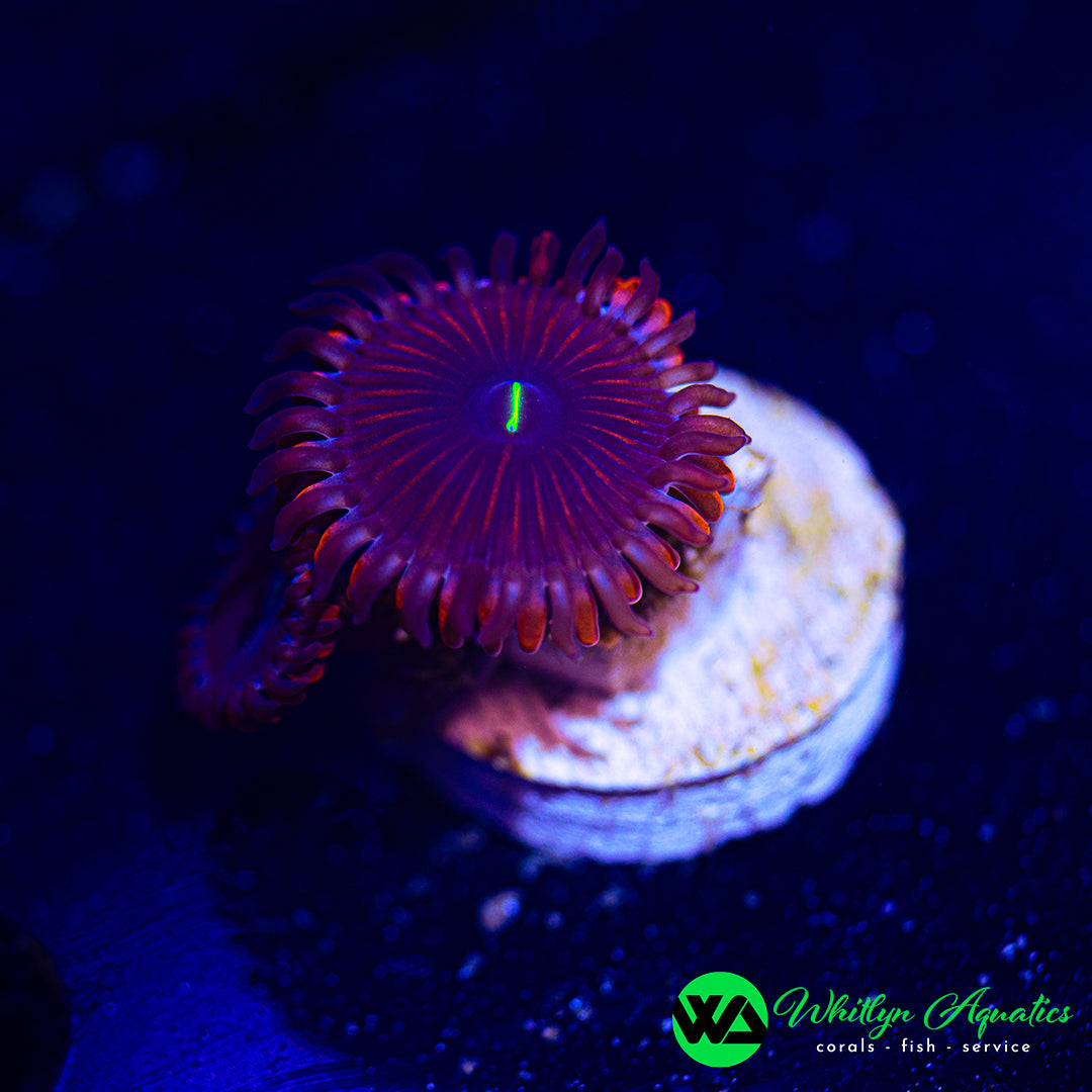 Purple People Eater Zoanthid (Aquacultured)
