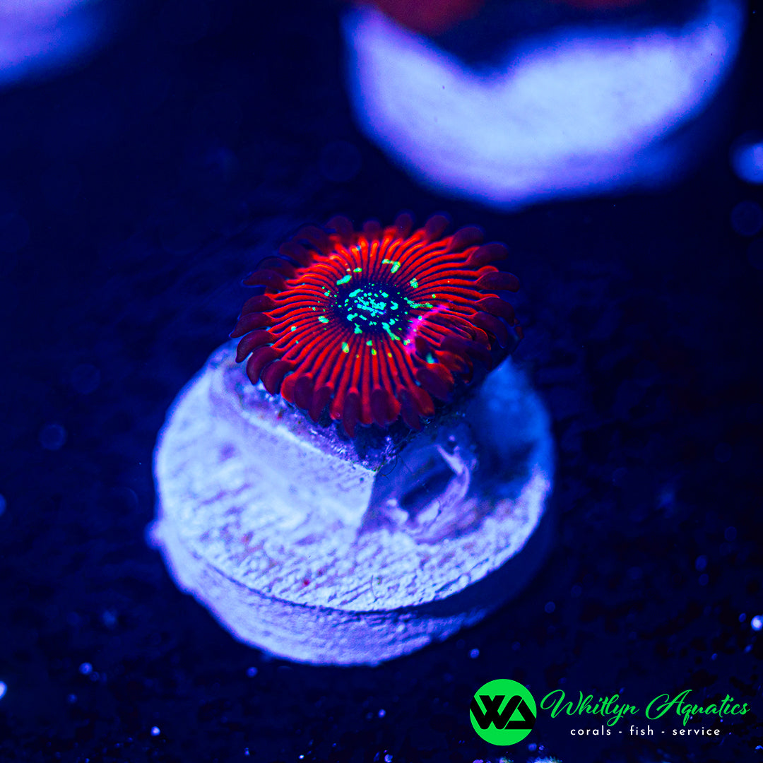 Magician Zoa (Aquacultured)