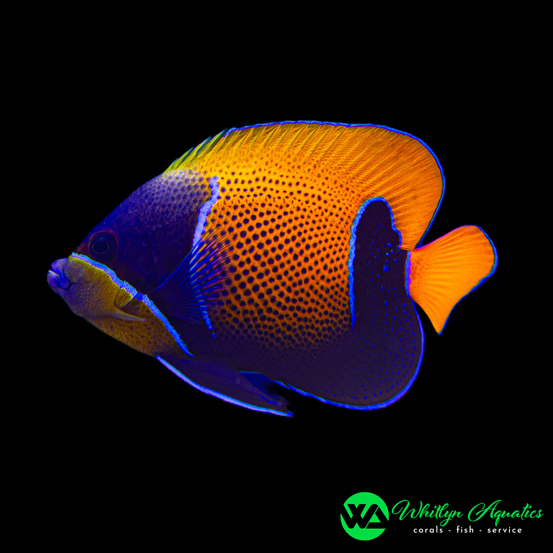 Majestic Angelfish - Pomacanthus navarchus