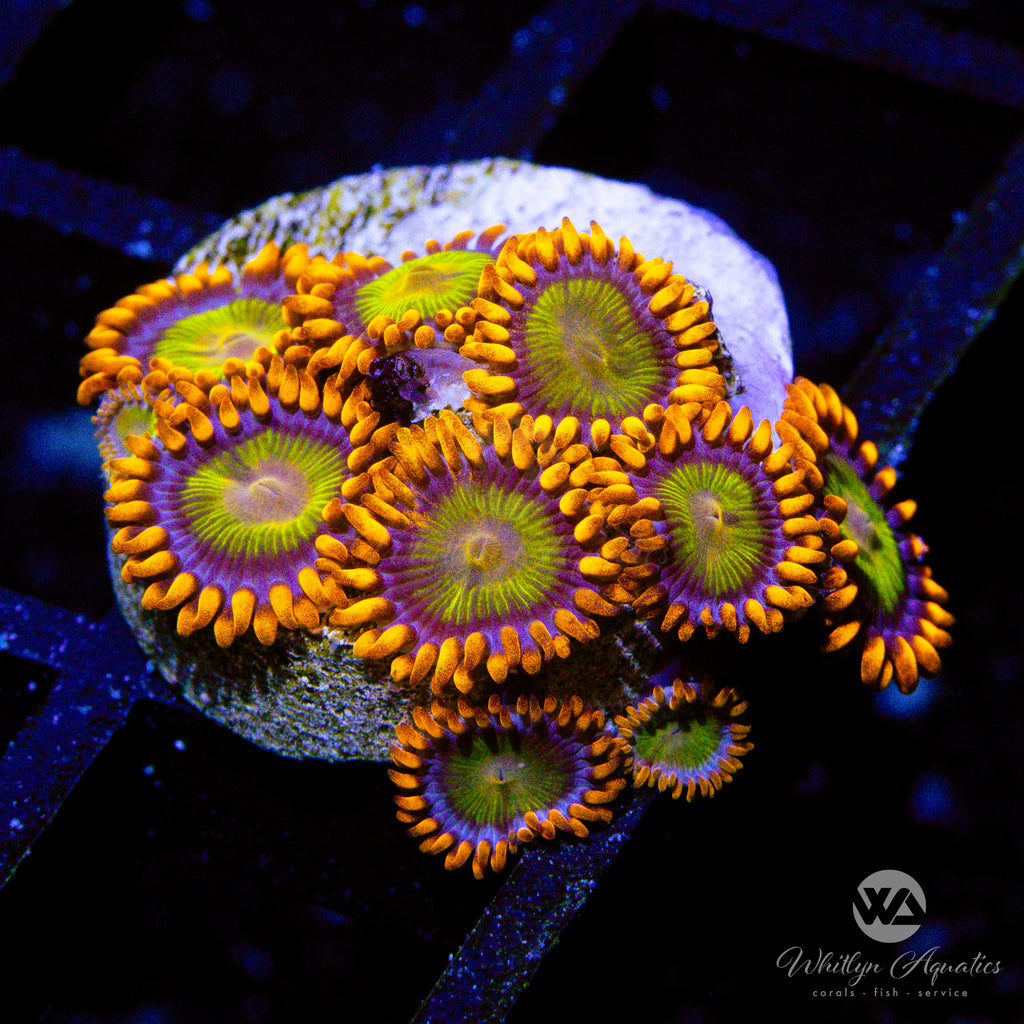 Mandarin Orange Zoa (Aquacultured) – Whitlyn Aquatics