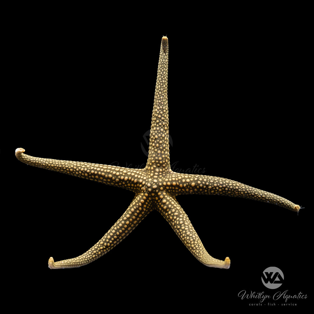 Marble Starfish - Fromia elegans