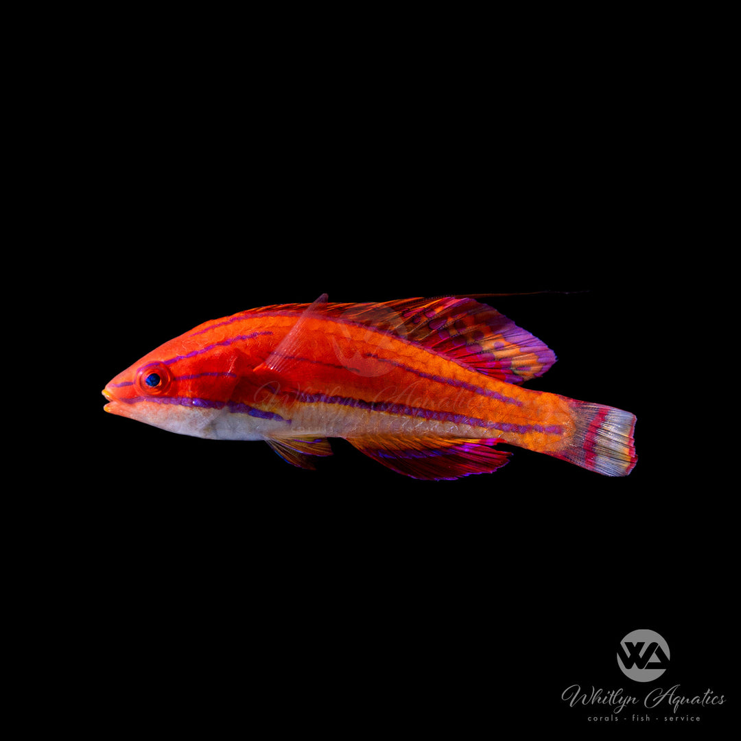 McCosker's Flasher Wrasse - Paracheilinus mccoskeri