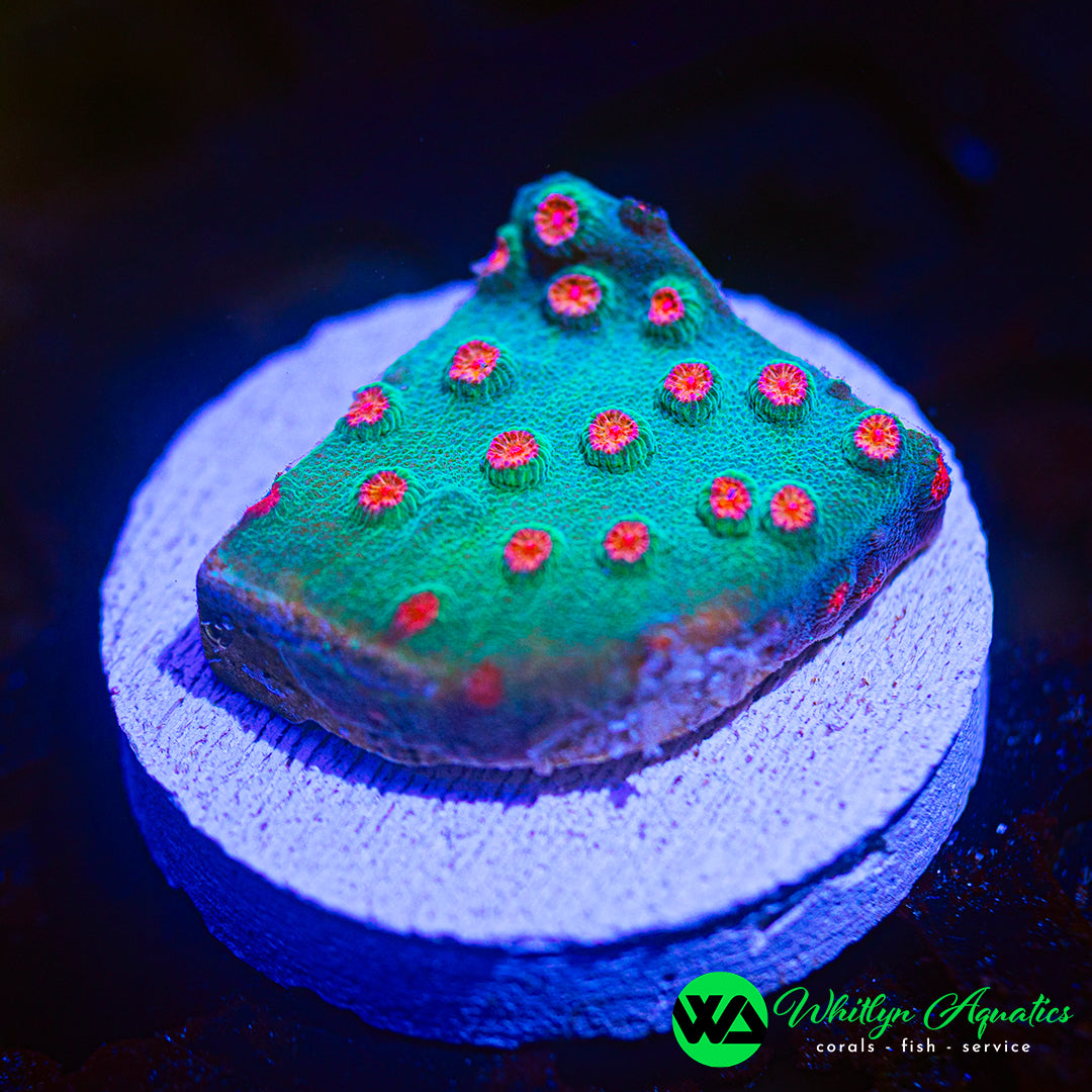 Meteor Shower Cyphastrea