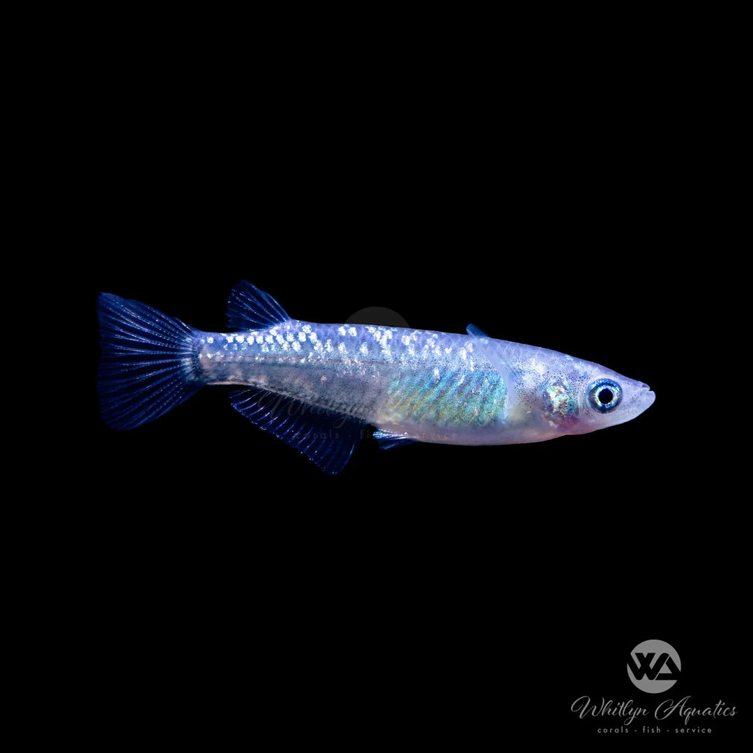 Lame Rice Fish Miscellaneous Freshwater Fish – Whitlyn Aquatics