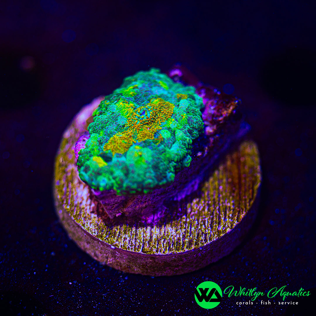 WA Melting Point Rhodactis Mushroom