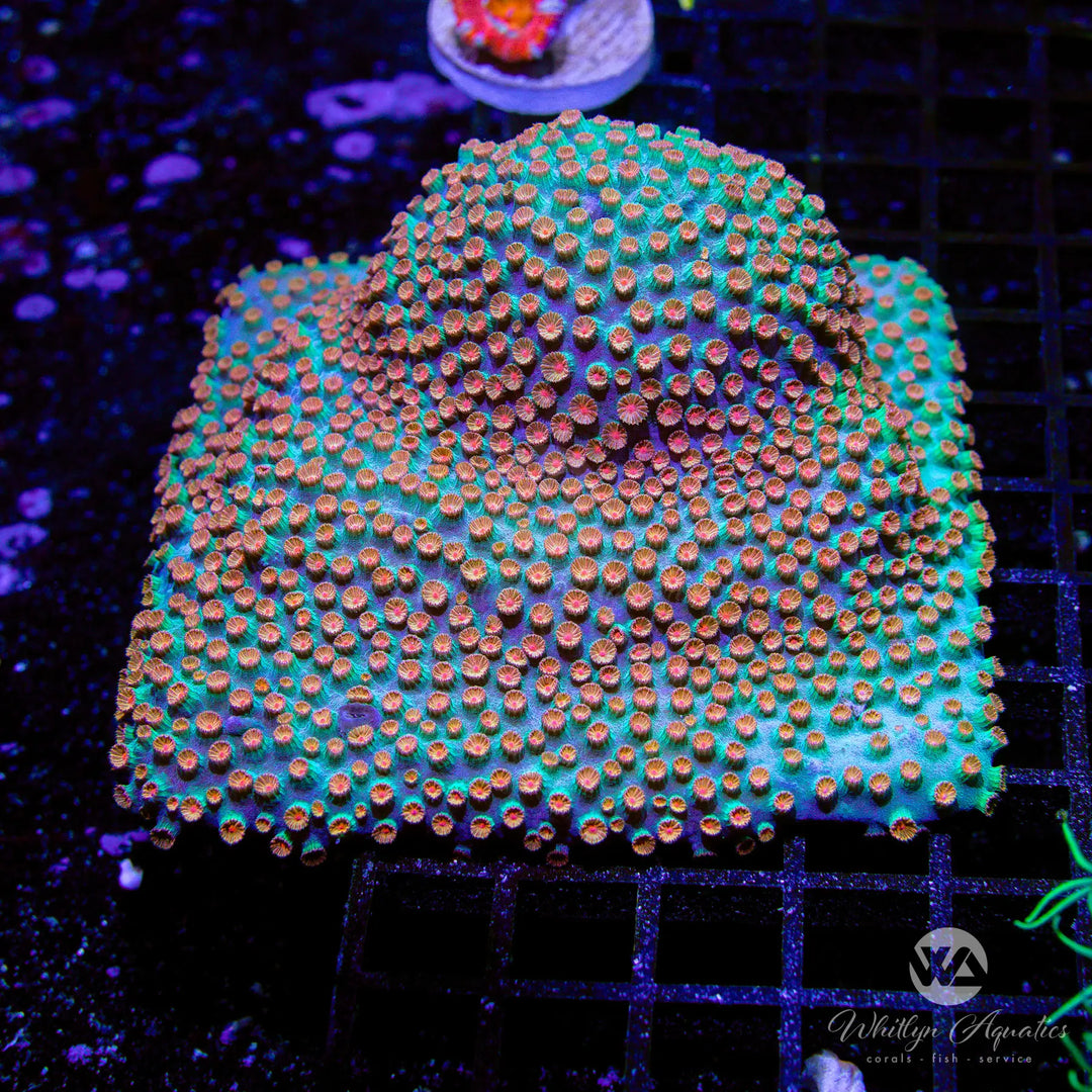 Meteor Shower Cyphastrea