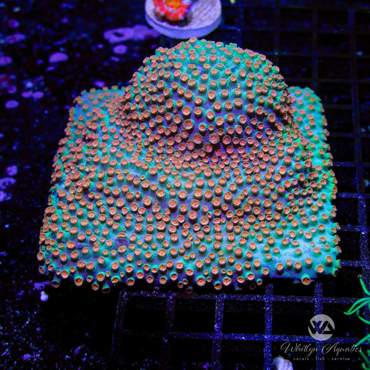 Meteor Shower Cyphastrea