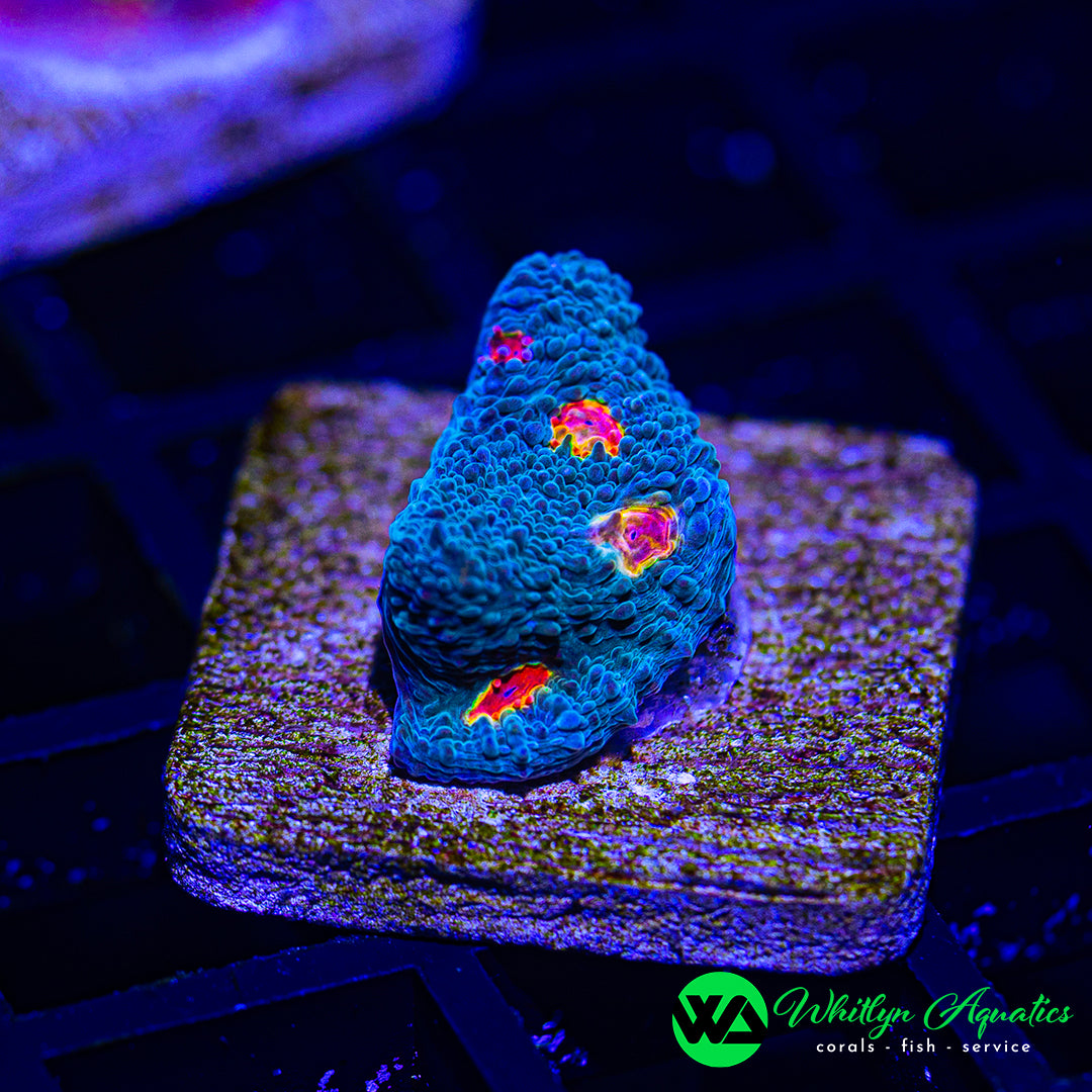 Miami Hurricane Chalice (WYSIWYG)