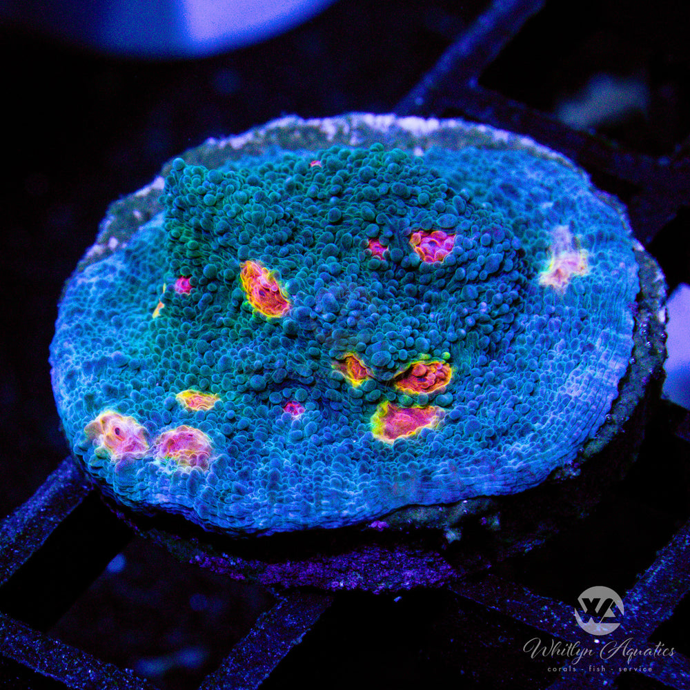 Miami Hurricane Chalice - Whitlyn Aquatics