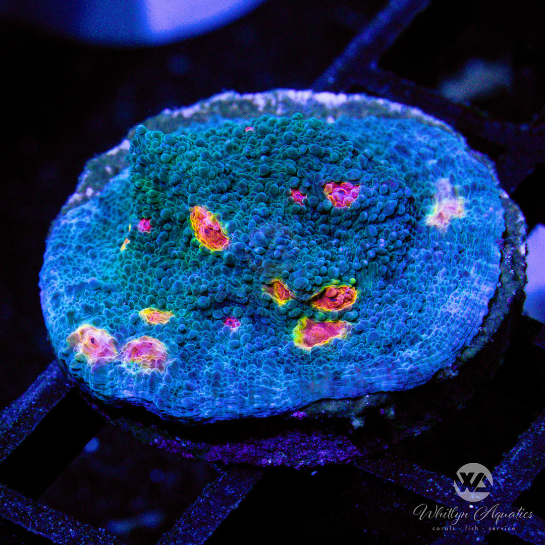 Miami Hurricane Chalice - Whitlyn Aquatics