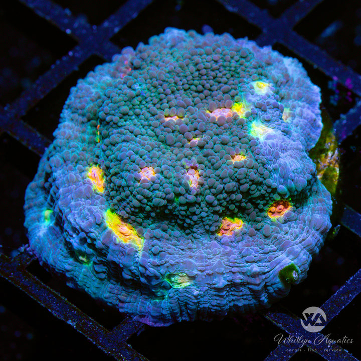 Miami Hurricane Chalice - Whitlyn Aquatics