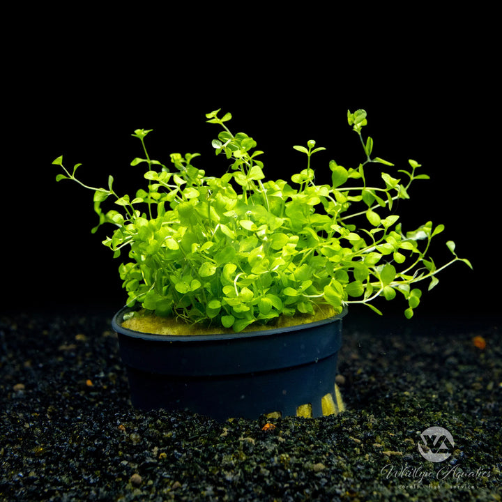 Micranthemum 'Monte Carlo'