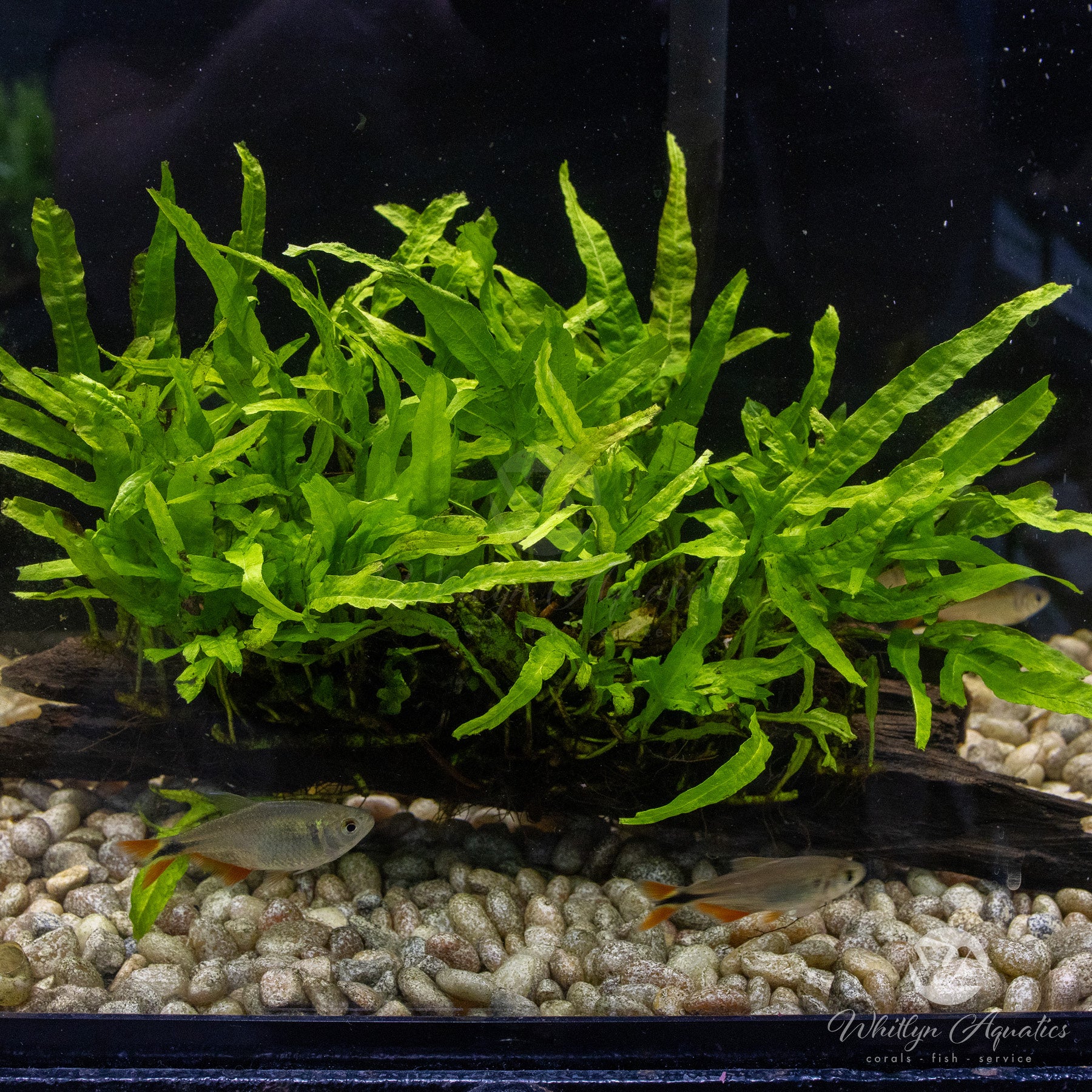 Java Fern Rhyzome Trident Java Fern Java Fern Trident Mini Aquarium Plant — Buce Plant