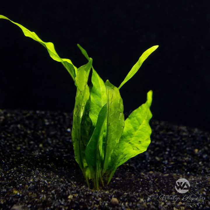 Java Fern - Microsorum pteropus