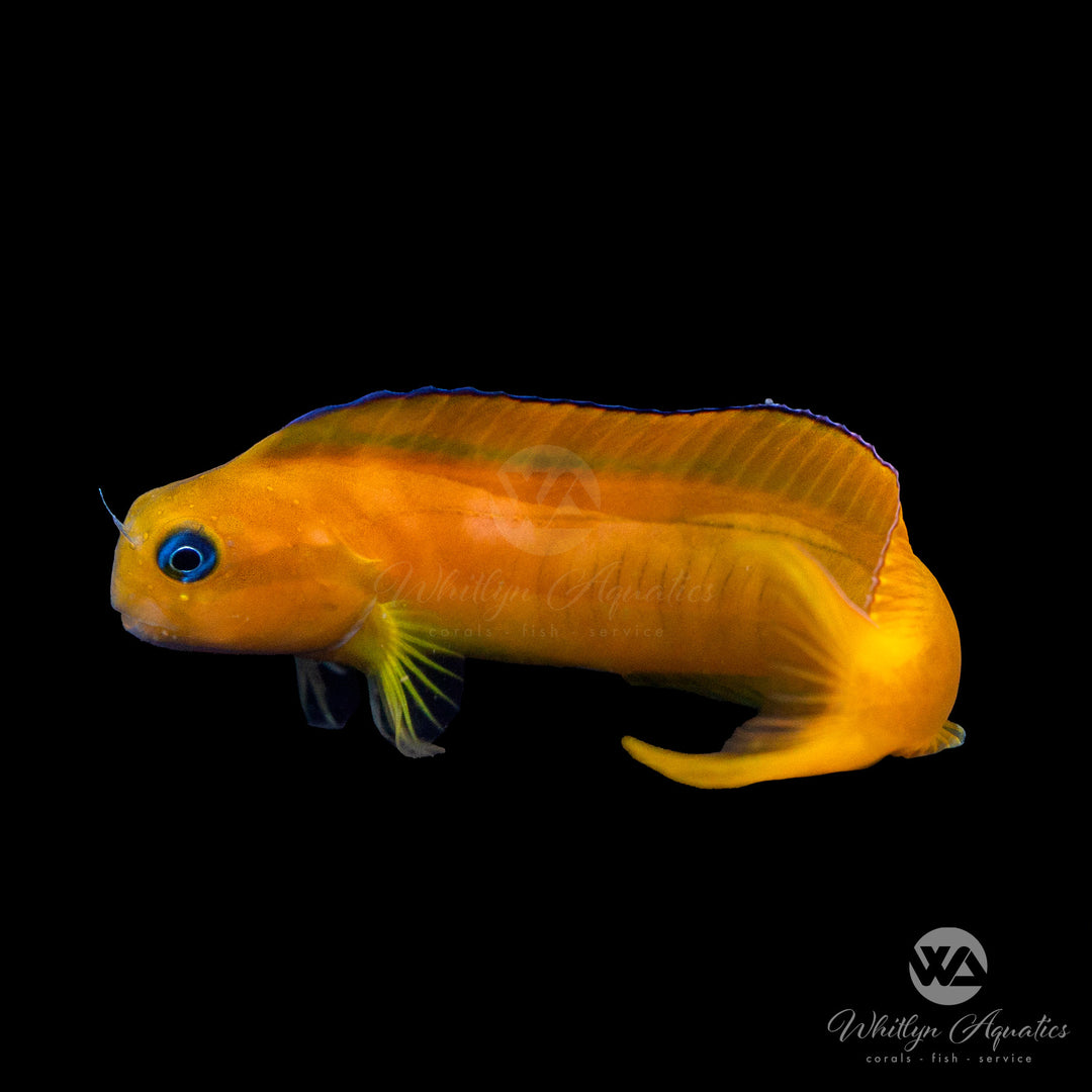 Midas Blenny - Ecsenius midas