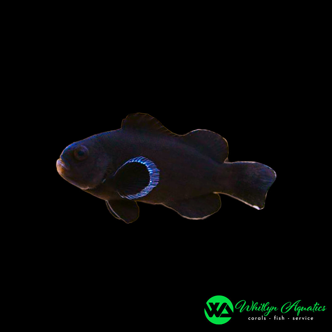 Midnight Clownfish - Amphiprion Ocellaris